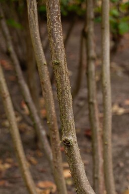 Corylus avellana meerstammig 200-250