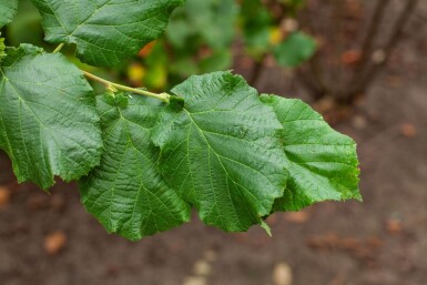 Corylus avellana meerstammig 200-250