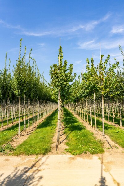Corylus colurna hoogstam 10/12
