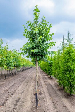 Corylus colurna hoogstam 10/12