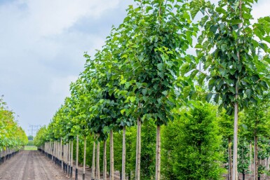 Corylus colurna hoogstam 10/12