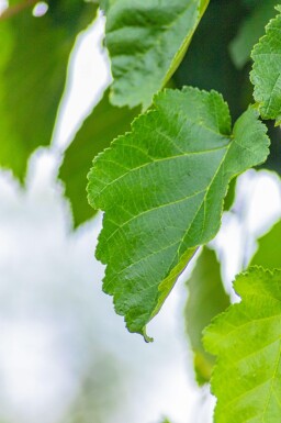 Corylus colurna hoogstam 10/12