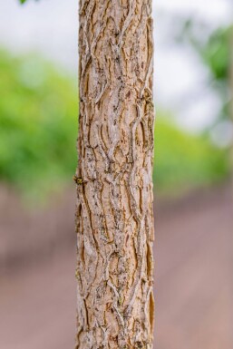 Corylus colurna hoogstam 10/12