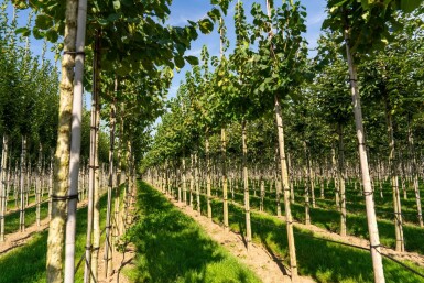 Corylus colurna hoogstam 10/12