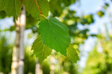 Corylus colurna hoogstam 10/12