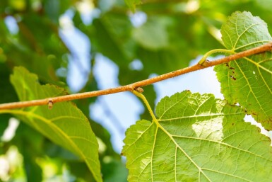 Corylus colurna hoogstam 10/12