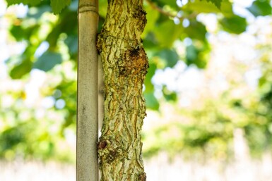 Corylus colurna hoogstam 10/12