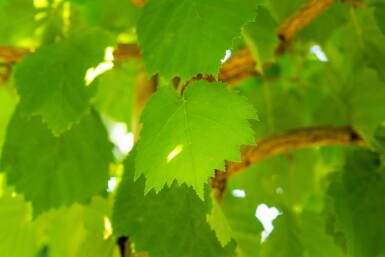 Corylus colurna hoogstam 10/12