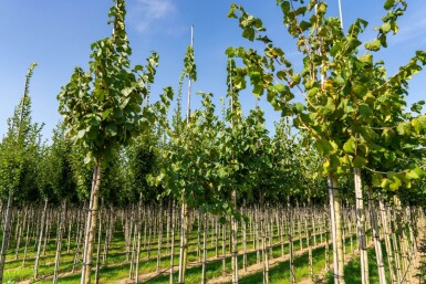 Corylus colurna hoogstam 10/12