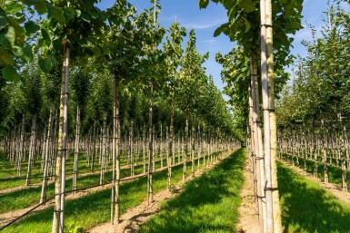 Corylus colurna hoogstam 10/12