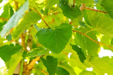 Corylus colurna hoogstam 10/12