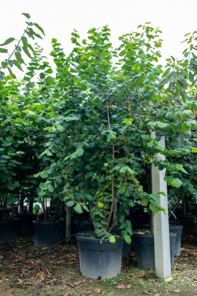 Corylus colurna meerstammig 200-250