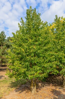 Corylus colurna meerstammig