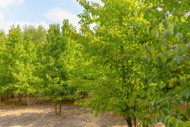 Corylus colurna meerstammig 200-250