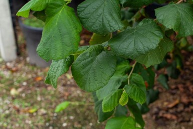 Corylus colurna meerstammig 200-250