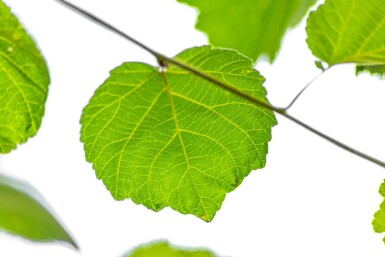 Corylus colurna meerstammig 200-250