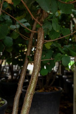 Corylus colurna meerstammig 200-250