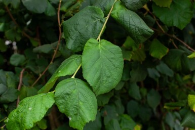 Corylus colurna meerstammig 200-250