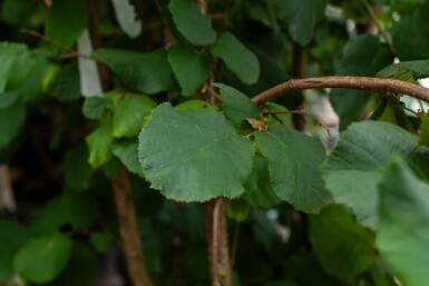 Corylus colurna meerstammig 200-250