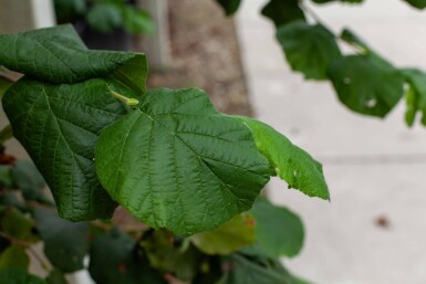 Corylus colurna meerstammig 200-250