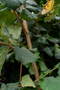 Corylus colurna meerstammig 200-250