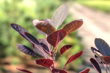 Cotinus coggygria meerstammig 200-250