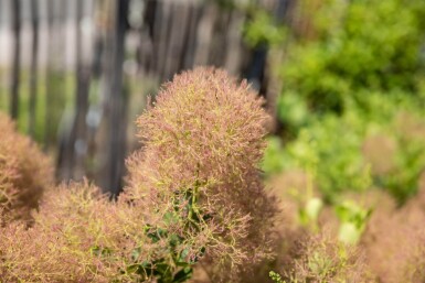 Cotinus coggygria meerstammig 200-250