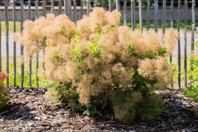 Cotinus coggygria meerstammig 200-250