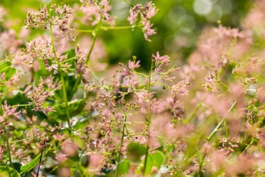 Cotinus coggygria meerstammig 200-250