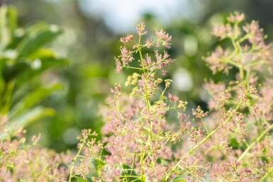 Cotinus coggygria meerstammig 200-250
