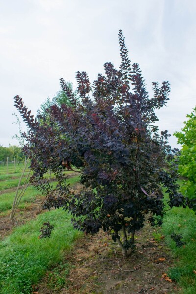 Cotinus coggygria 'Royal Purple' meerstammig 250-300