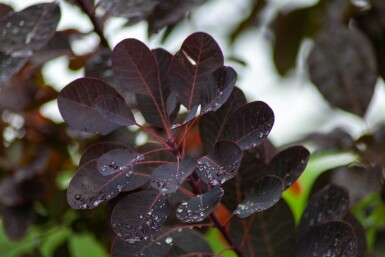 Cotinus coggygria 'Royal Purple' meerstammig