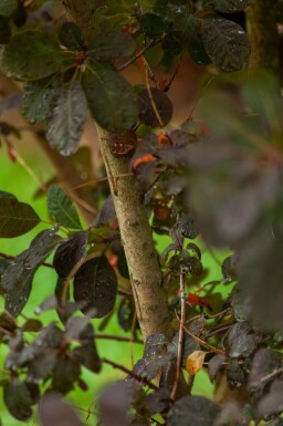 Cotinus coggygria 'Royal Purple' meerstammig 250-300