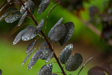 Cotinus coggygria 'Royal Purple' meerstammig 250-300