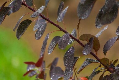 Cotinus coggygria 'Royal Purple' meerstammig 250-300