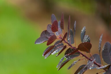 Cotinus coggygria 'Royal Purple' meerstammig 250-300
