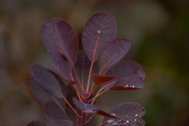 Cotinus coggygria 'Royal Purple' meerstammig 250-300