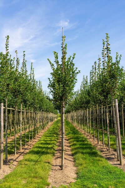 Crataegus crus-galli hoogstam 6/8