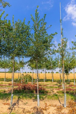 Crataegus crus-galli hoogstam 6/8