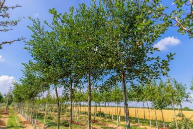 Crataegus crus-galli hoogstam 6/8