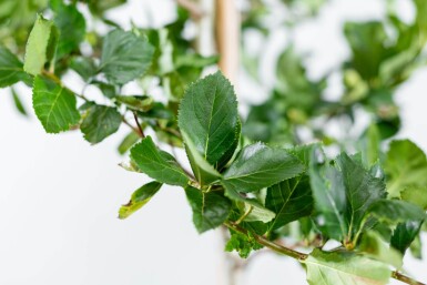 Crataegus crus-galli hoogstam 6/8