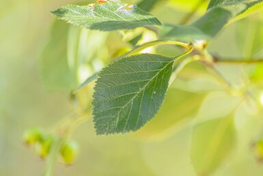 Crataegus crus-galli hoogstam 6/8
