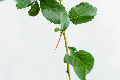 Crataegus crus-galli hoogstam 6/8