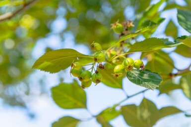 Crataegus crus-galli hoogstam 6/8