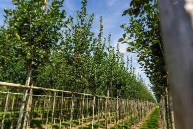Crataegus crus-galli hoogstam 6/8