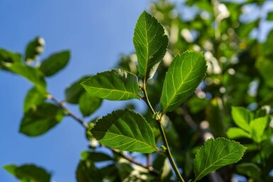 Crataegus crus-galli hoogstam 6/8
