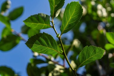Crataegus crus-galli hoogstam 6/8