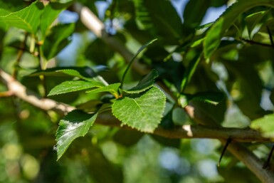 Crataegus crus-galli hoogstam 6/8