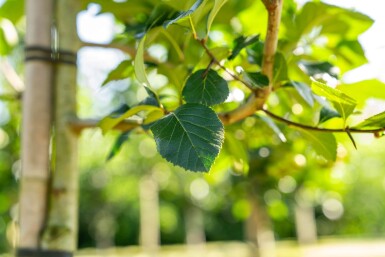 Crataegus crus-galli hoogstam 6/8