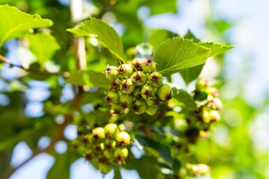 Crataegus crus-galli hoogstam 6/8